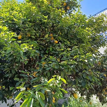 아파트 The Lemoni House - Skyathos- 2-bedroom